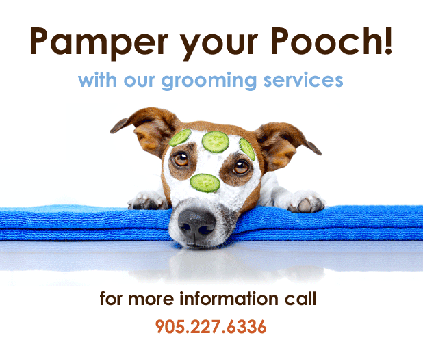 Boondocks Pet Resort Offers