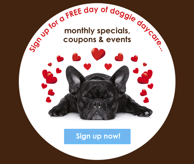 Sign up for a FREE day of doggie daycare, monthly specials, coupons & events!